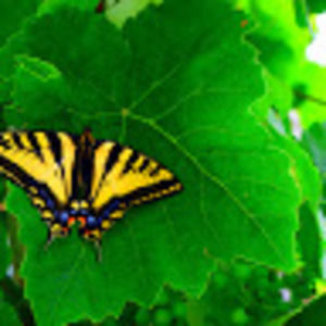 Meet your Posher, Jennie